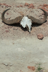 Drought in Amboseli National Park