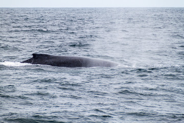 Obraz premium Humpback whale (Megaptera novaeangliae) in Machalilla National Park, Ecuador