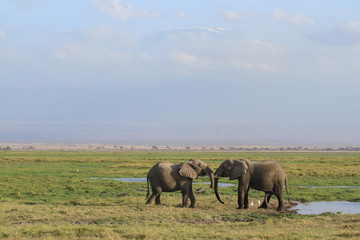 Amboseli National Park is a sanctuary of elephants near mount kilimanjaro