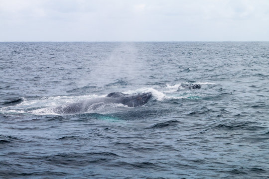 Humpback whale (Megaptera novaeangliae)  in Machalilla National Park, Ecuador