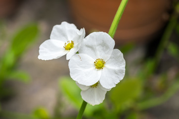 Obraz premium Small white flowers