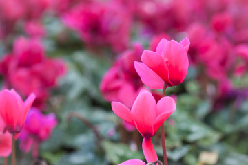 Winter flowers: cyclamen flowers in a garden, landscape