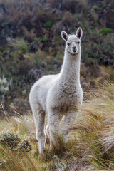Llama in National Park Cajas, Ecuador