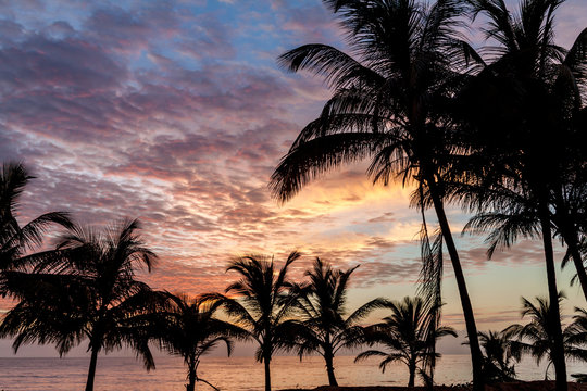 Palms on a beach in Kourou, French Guiana
