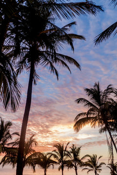 Palms on a beach in Kourou, French Guiana