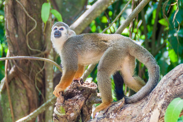 Fototapeta premium Squirrel monkey at Ile Royale, one of the islands of Iles du Salut (Islands of Salvation) in French Guiana