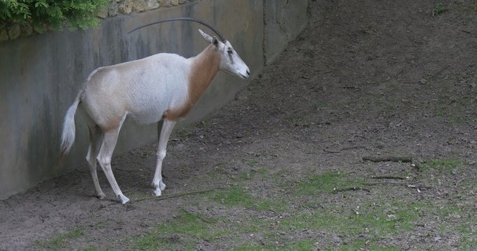 Scimitar-Horned Oryx is Standing, Chewing, Moving the Tail