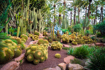Cactus in the Botanical Gardens of El Huerto del Cura in Elche near Alicante in Spain.