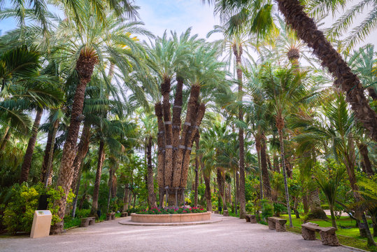 Imperial palm in the botanical garden of El Huerto-del Cura in Elche in Alicante in Spain.