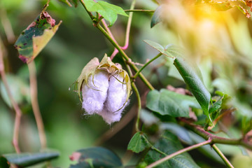 Close up of ripe cotton bolls on branch.