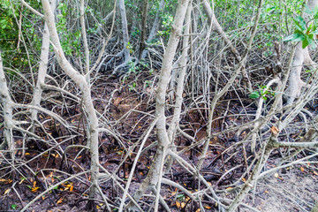 Mangrove forest on Palma island of San Bernardo archipelago, Colombia