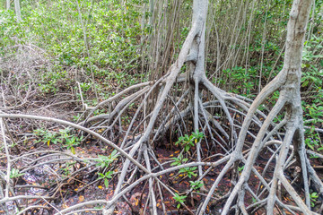 Mangrove forest on Palma island of San Bernardo archipelago, Colombia
