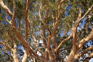 up through the branches of a eucalyptus tree