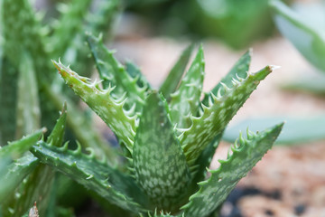 Small Aloe vera plant
