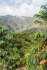 Fototapeta na wymiar Coffee plantation near Manizales, Colombia