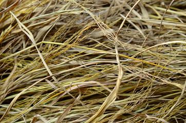 dry hay gray background