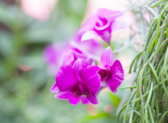 Close-up of beautiful vibrant pink orchid