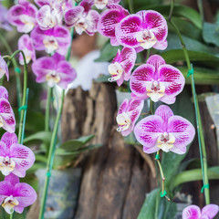 Close-up of beautiful vibrant pink orchid