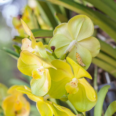 Obraz premium Close up of yellow orchid