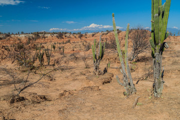 Cacti, plants and orange rock formations in Tatacoa desert, Colombia
