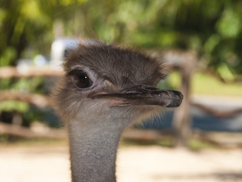 Close-up of head of ostrich