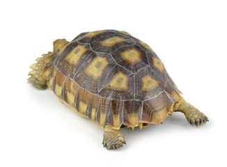 turtle isolated on white background