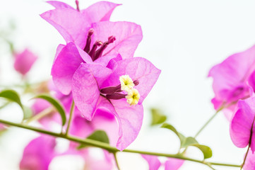 Purple bougainvillea flowers