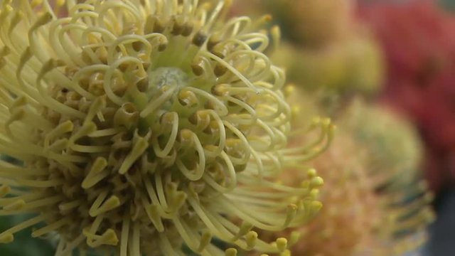 Yellow pincushion protea close-up