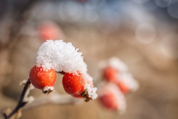 Frozen rose-hips covered with ice