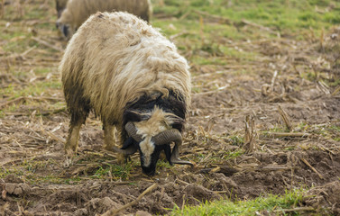 Huge sheep in Iraqi countryside