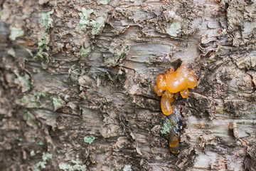 Wood resin