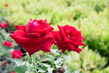 Red roses Representatives of love