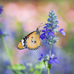 Beautiful butterfly on a flower in a flower garden.