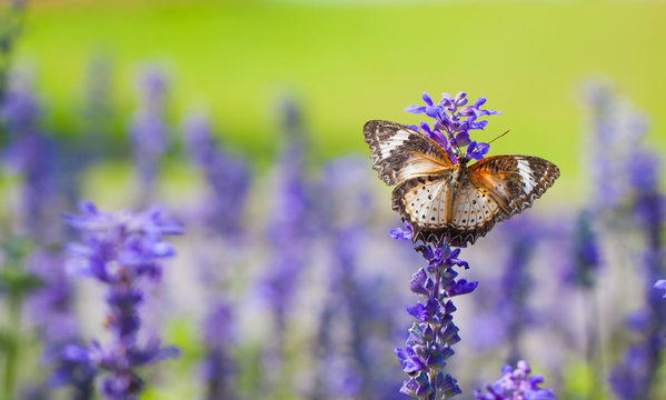 Beautiful butterfly on a flower in a flower garden.