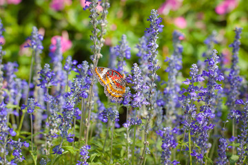 Beautiful butterfly on a flower in a flower garden.