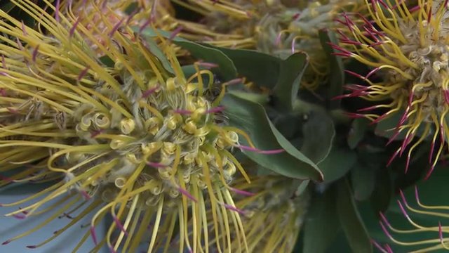 Yellow pincushion protea flowers