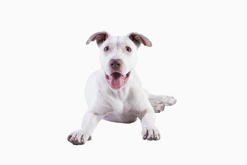 Obraz premium Pitbull blanco recostado y sediento