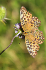 butterfly close up