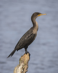 Double-crested Cormorant Perched on a Stump - Florida
