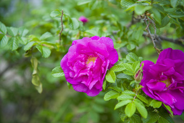 Pink flower of rose hips.   