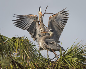 Male Great Blue Heron Bringing His Mate a Stick for their Nest - Florida