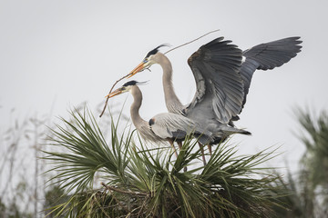 Male Great Blue Heron Bringing His Mate a Stick for Their Nest - Florida