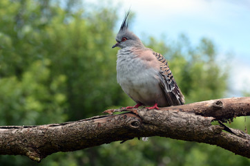 Crested pigeon sit on a tree