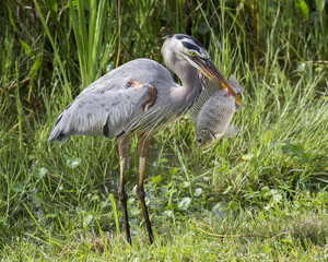 Great Blue Heron (Ardea herodias) Eating a Tilapia - Florida