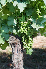 Fototapeta premium Young green grape