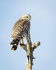 A Red-shouldered Hawk Perched in a Dead Tree - Florida