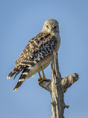 A Red-shouldered Hawk Perched in a Dead Tree - Florida
