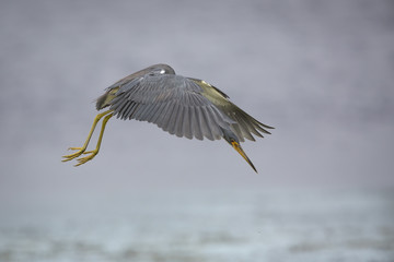 Tricolored Heron Hovering in Search of a Fish - Florida