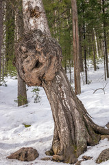 Каповый нарост на стволе старой березы.