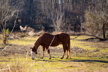 Obraz premium Pinto overo (chestnut and white) male horse backlit by golden sunlight in a magical winter setting